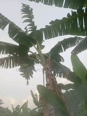 Plantain Suckers