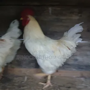 Hybrid Cockrel