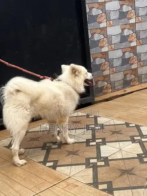 1+ year Male Purebred American Eskimo