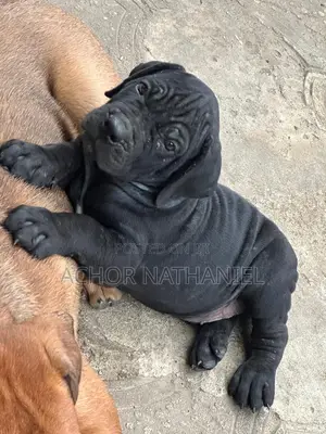 1-3 months Male Purebred Boerboel