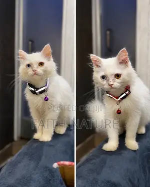 Cat and Puppies Adjustable Pet Collar