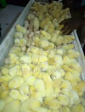 Day Old Broiler