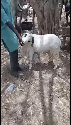 Ileya Festive Rams