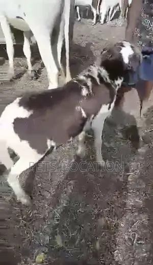 Ram for Festival