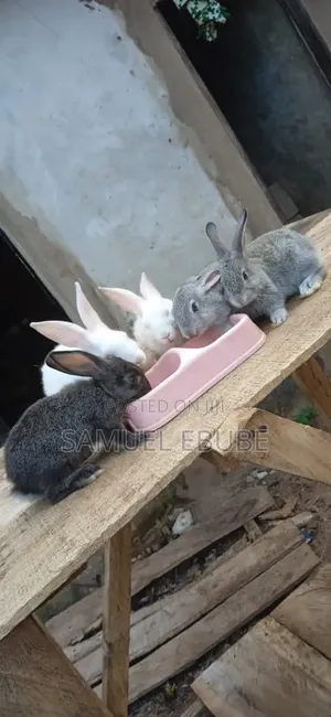 Rabbits Available for Rehoming