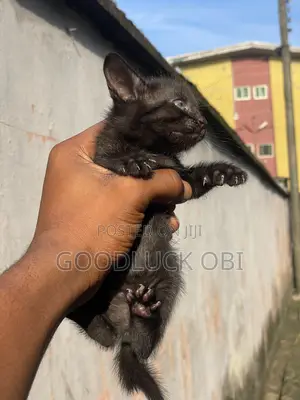 1-3 months Male Purebred American Shorthair