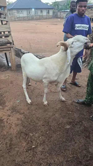 Ileya Rams - Farm Raised at Emuren Farms