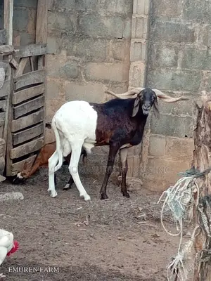 Farm Raised Ileya Ram - Emuren Farm