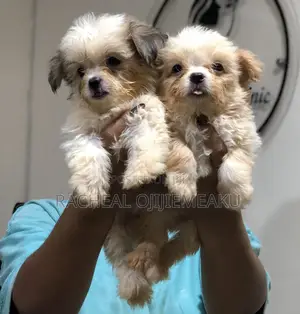1-3 months Male Purebred Lhasa Apso