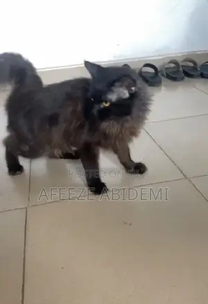 6-12 months Male Mixed Breed Maine Coon