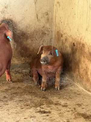 Duroc Pigs for Sale