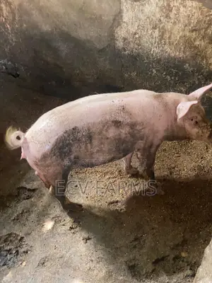 Pregnant Pigs and Ready to Cross Available