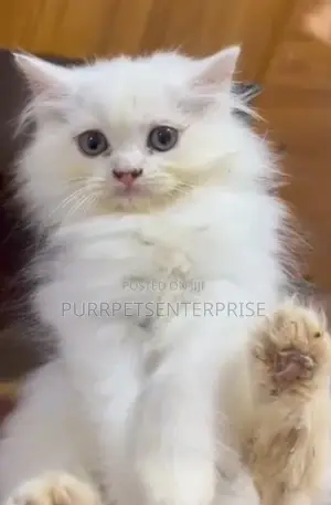 1-3 months Male Purebred Persian