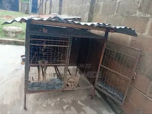 A Good Dog Iron Cage