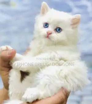 1-3 months Female Purebred Persian