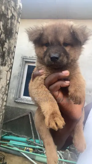 1-3 months Male Mixed Breed Chow Chow
