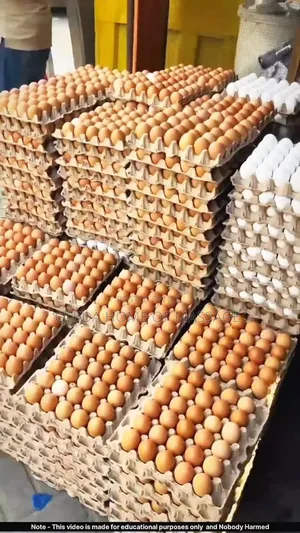 Eggs Wholesale