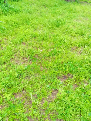 4.5 Hectares Garden Land at Kabusa