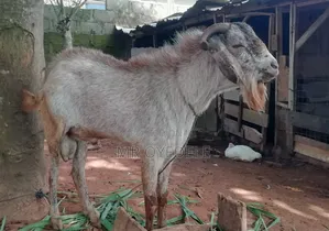 Goat for Sale