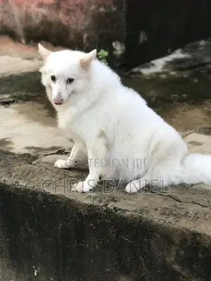 1+ year Female Purebred American Eskimo