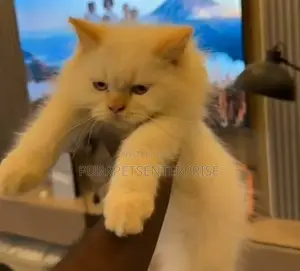 1-3 months Male Purebred Persian