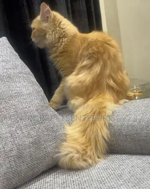 3-6 months Male Purebred Persian