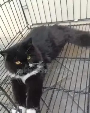 3-6 months Male Purebred Persian