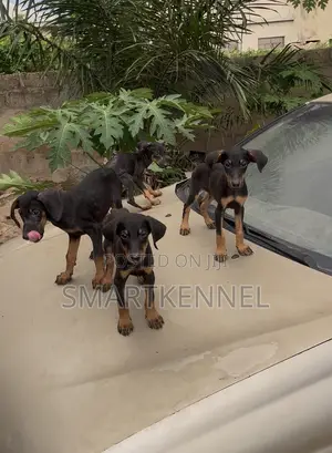 1-3 months Female Purebred Doberman Pinscher