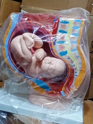 Human Female Pelvis Section 4parts
