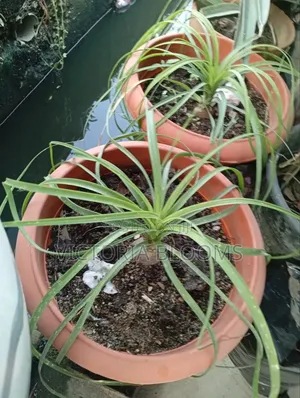 Outdoor Plants