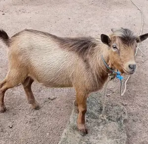 Big Gold Matured Obuko Goat