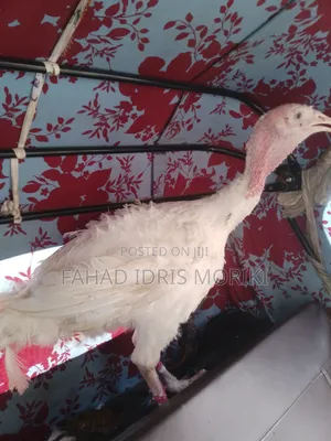 Healthy Big Turkey for Sale – Well Fed Active