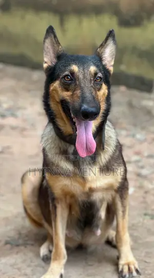 1+ year Female Purebred German Shepherd