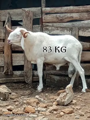 Ileya Rams - Emuren Farms