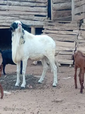 Ileya Healthy Food Ram - Emuren Farms
