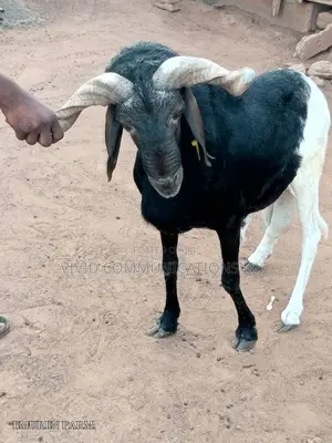 Farm Raised Ram
