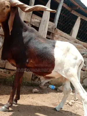 Ileya Ram - At Emuren Farm