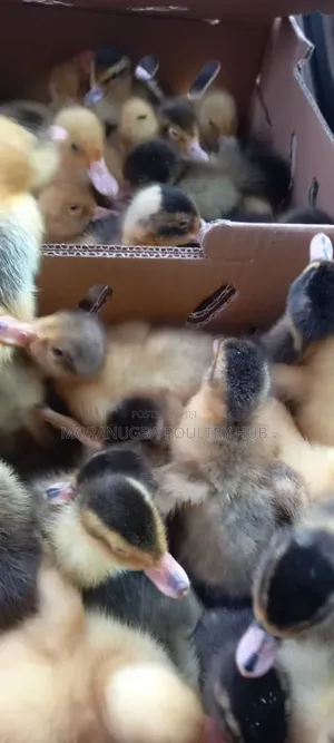Local and Imported Duck