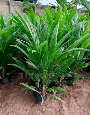 Hybrid Tenera Seedlings