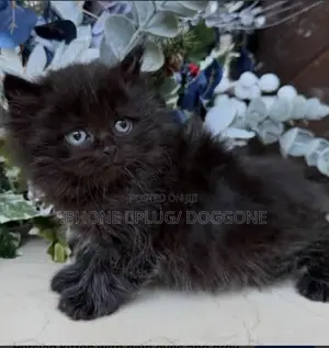 1-3 months Female Purebred Persian