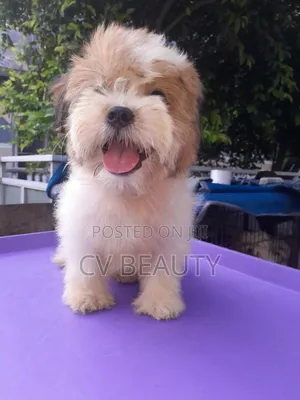 1-3 months Female Mixed Breed Shih Tzu
