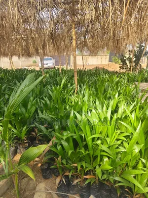 Agro Service
