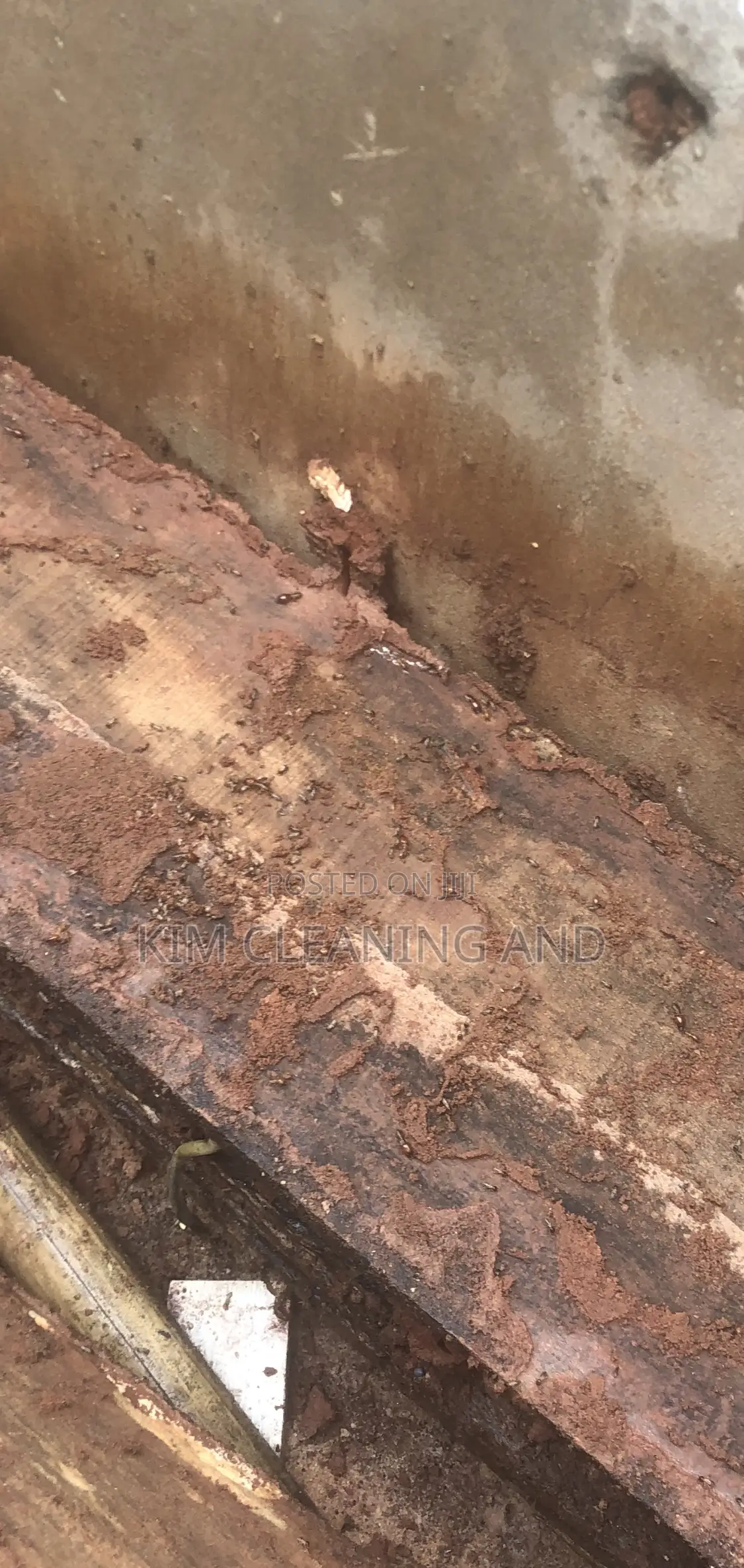 Termite Control