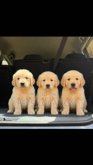 1-3 months Female Purebred Golden Retriever