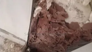 Termite Fumigation Expert