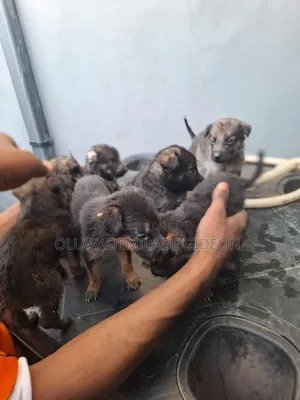 GSD Puppies for Sale