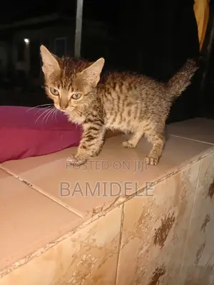 1-3 months Female Mixed Breed American Shorthair
