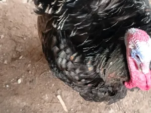 Turkey Fon Sale
