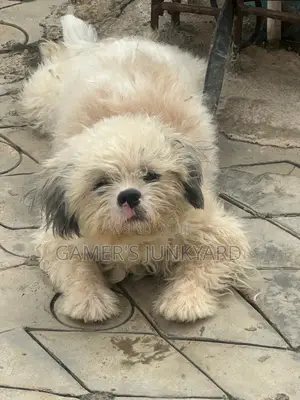 1+ year Male Purebred Lhasa Apso