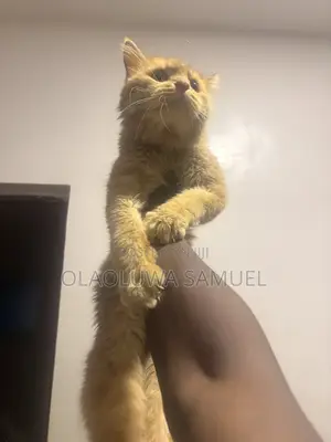 Cat for Stud Service, Assured and Guaranteed 💯💯💯